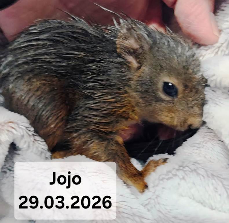 JoJo der Nachzügler
