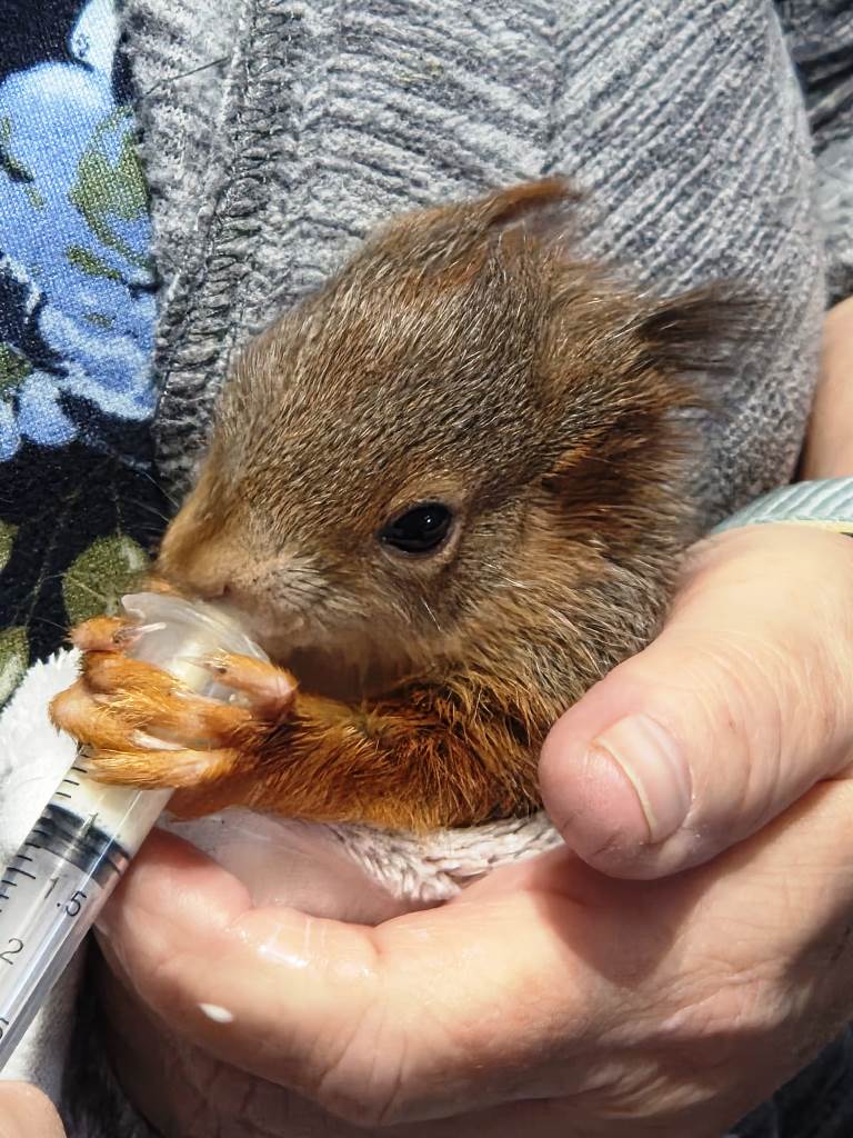 Hasi, das Osterhörnchen