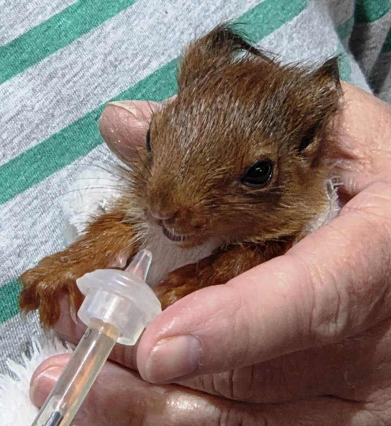 Frida, die kleine Bruch Pilotin