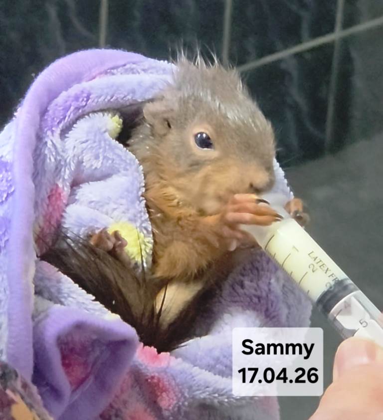 Sammy