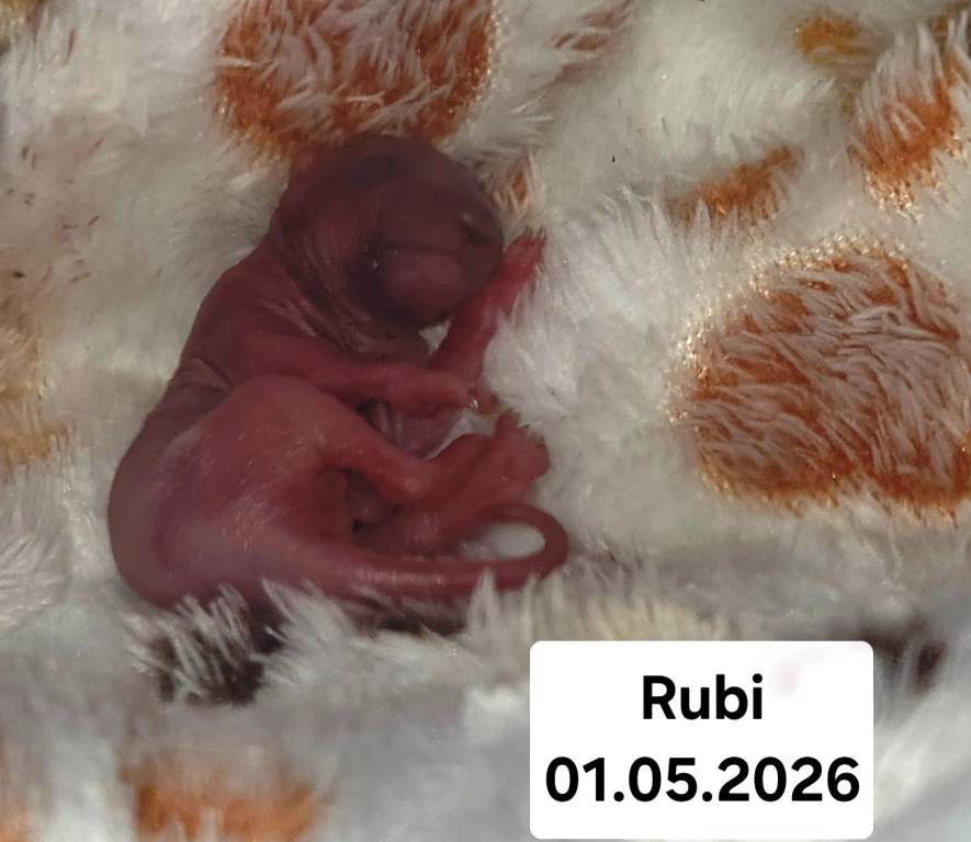 Rubi. Das 1. Mai-Hörnchen
