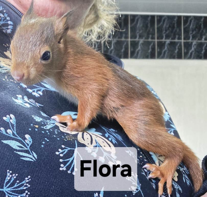 Flora